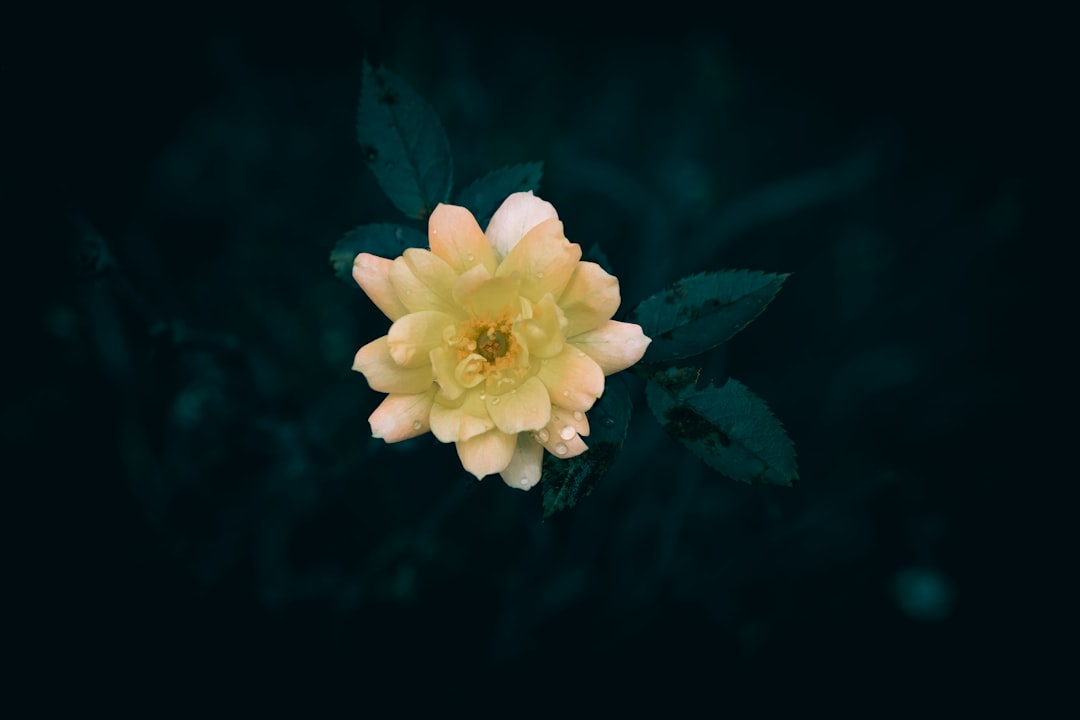yellow gifts nature